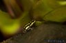 Flavovittata 'Tahuayo' - Copyright © Dennis Nilsson