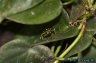 Fulgurita 'Panama' - Copyright © Dennis Nilsson
