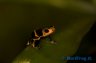 imitator 'intermedius' Huallaga - Copyright © Dennis Nilsson