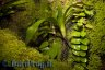 Mysteriosus vivarium 'details' - Copyright &copy; Dennis Nilsson