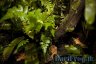 Pumilio vivarium - Copyright &copy; Dennis Nilsson